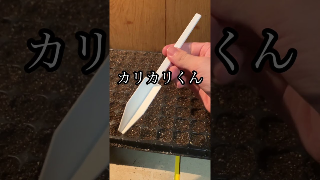 種から育てる！ジニア種まきの方法 #園芸 #農業 #家庭菜園 #ガーデニング #種まき #ジニア