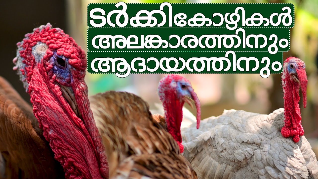 Turkey Chickens for decoration and income | How to care for turkey kozhi | fancy turkey kozhi farm