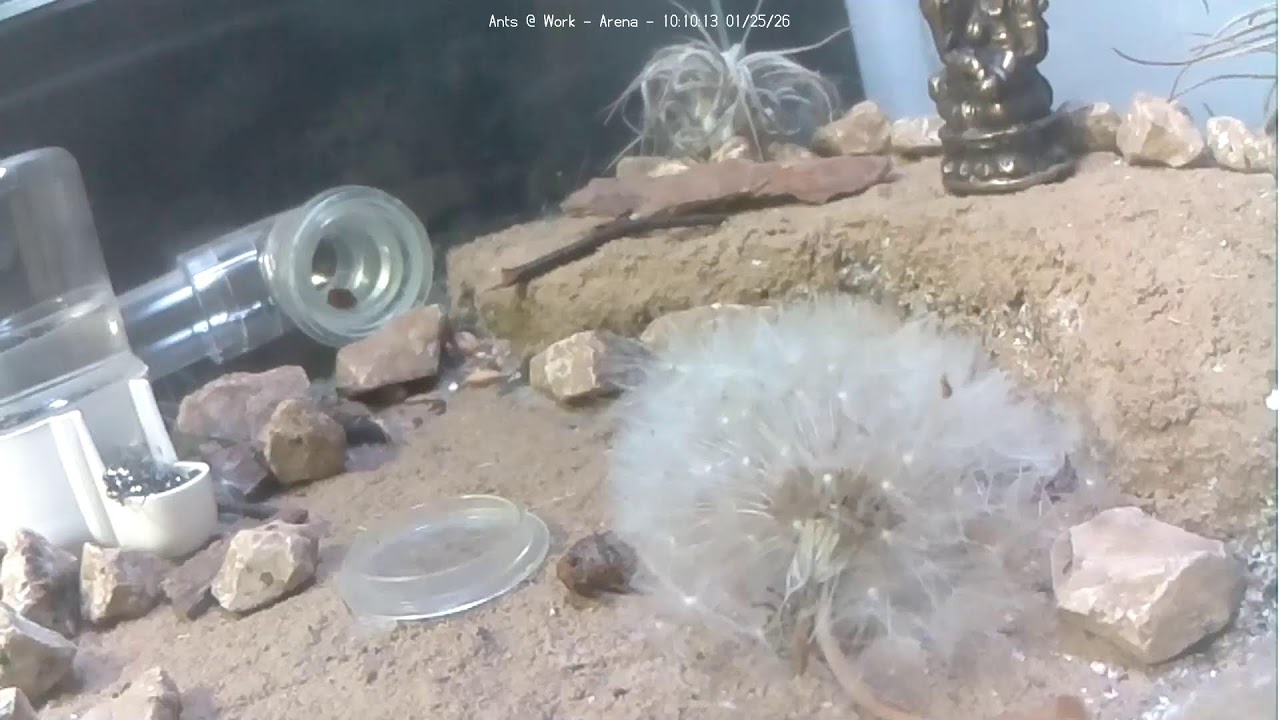 🔴 Ants at Work - Arena - Day 1920, Messor Barbarus Ants Live Webcam, Ant Farm in Hamburg, Germany