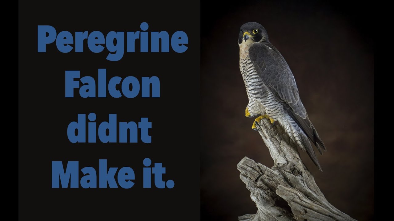 Peregrine falcon Taxidermy for public display. Art of Taxidermy.