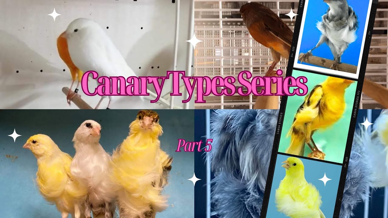 Canary Types Series - Part 5 | Northern Dutch Frilled and Yorkshire Canaries