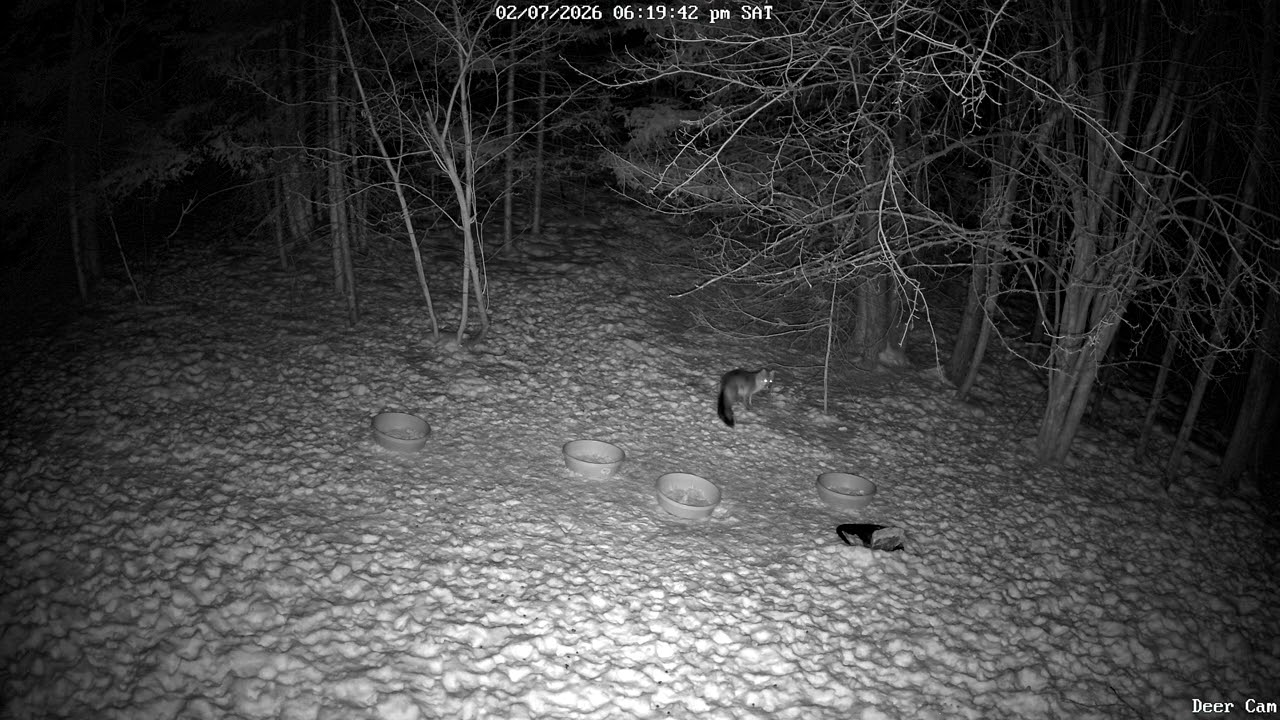 Red Fox 2-7-2026 6:24 PM