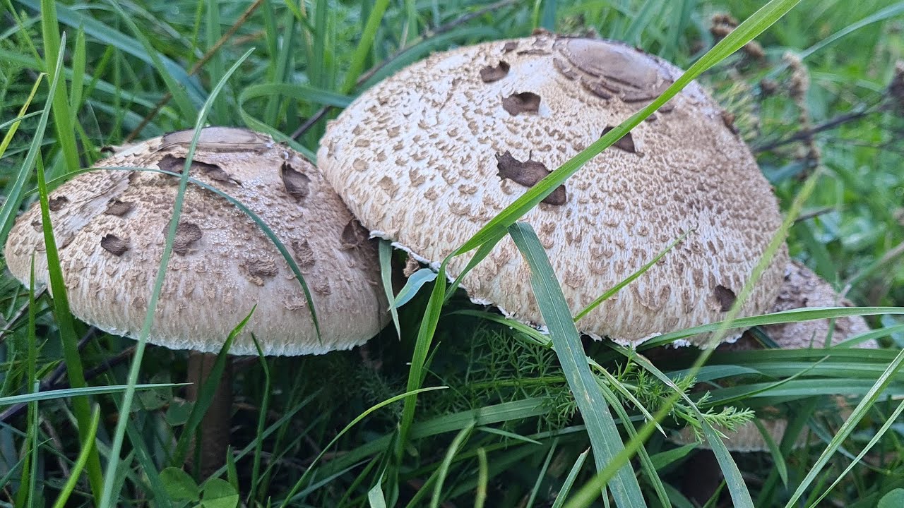 29 septembre Premi&egrave;re coulemelle de l'ann&eacute;e #lepiote , #coulemelle