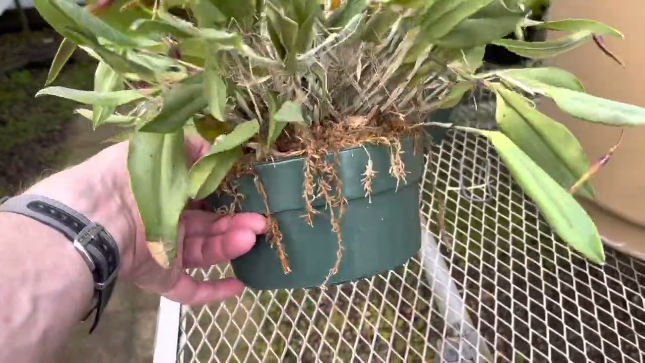 OrchidWeb - Restrepia brachypus ‘Fernbrook’