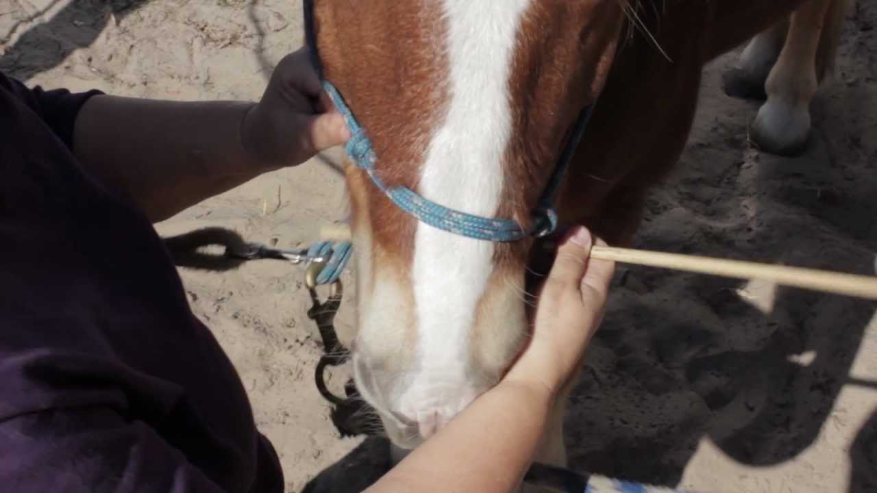 Pony Bit Sizing: Fitting a Bit on a Pony
