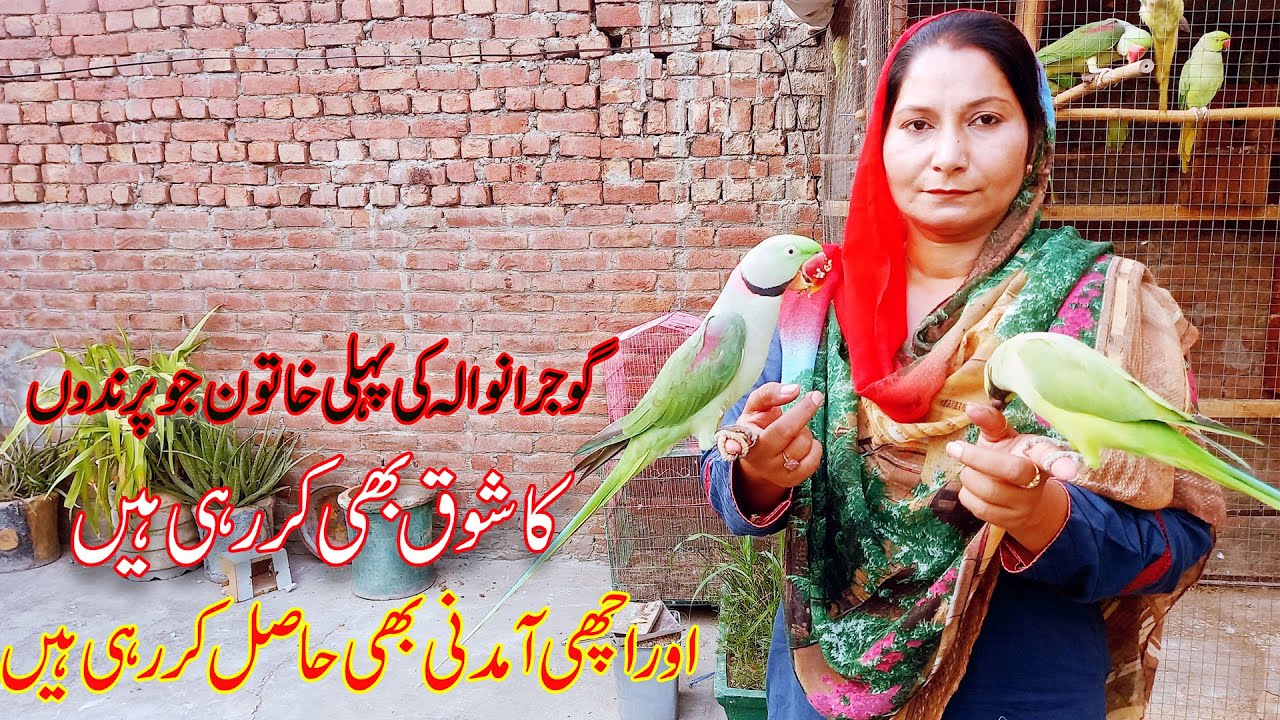 Visit Ashiana Birds Aviary in Gujranwala| Ladies Birds setup in Gujranwala|
