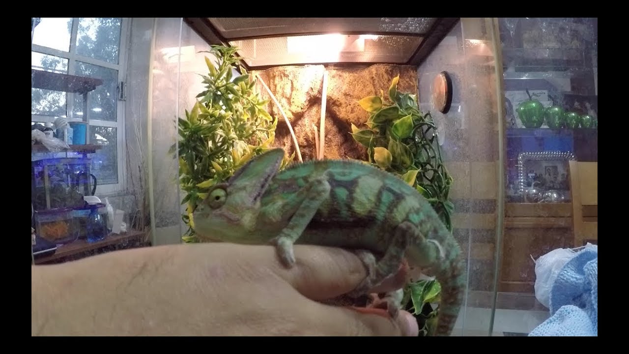 UN CAMALEON DE VELO LLAMADO PASCAL||||||🐉  😁