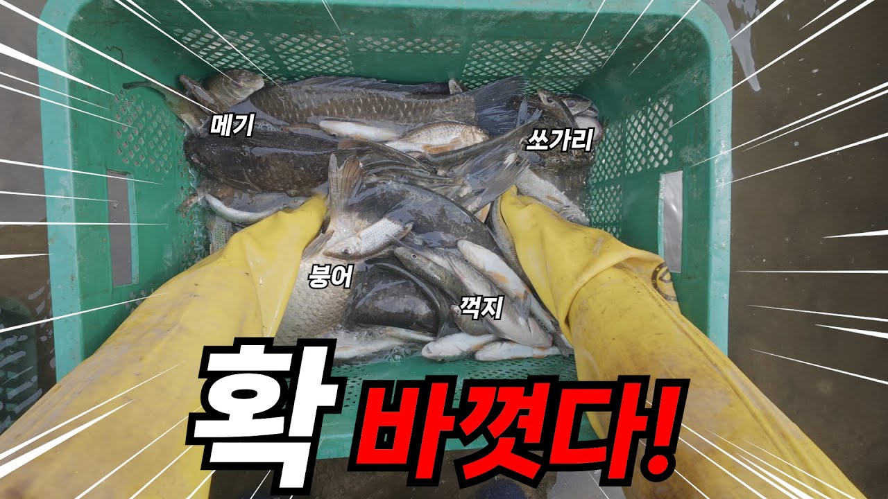 한탄강 어종이 어떻게 이렇게 확 바뀔 수가 있을까요? 누치만 나오더니..