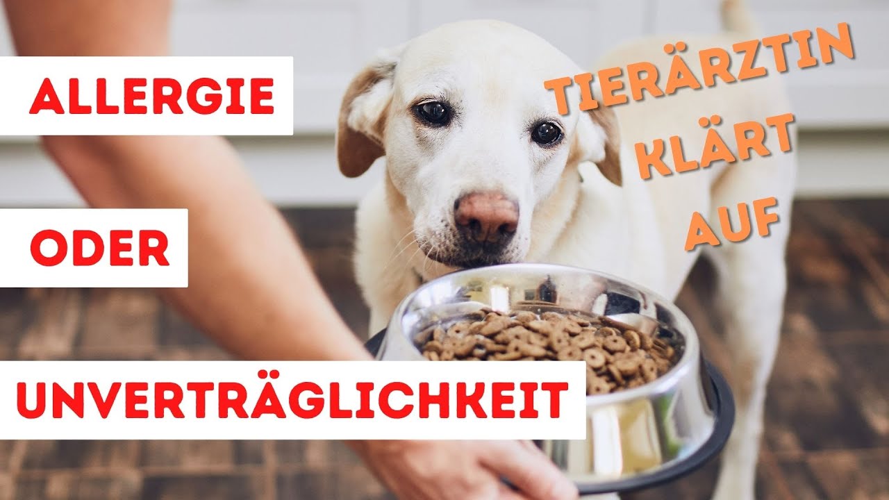FutterALLERGIE oder Unvertr&auml;glichkeit - Was ist der Unterschied | Tier&auml;rztin kl&auml;rt auf