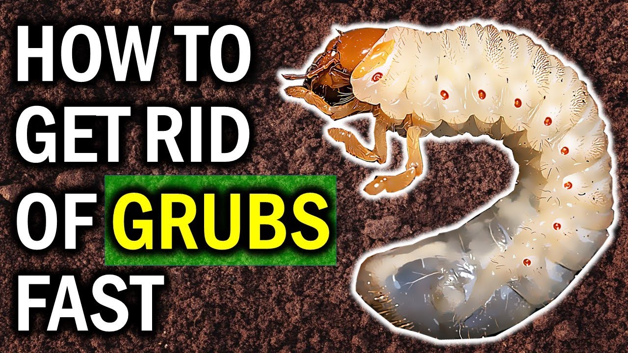 8 Natural Ways to Exterminate Garden GRUBS Naturally (LAWN & GARDEN CONTROL)