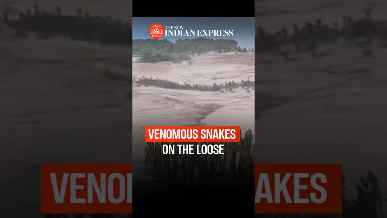 Hundreds of Venomous Snakes Escape as Floods Hit Snake Farms in China