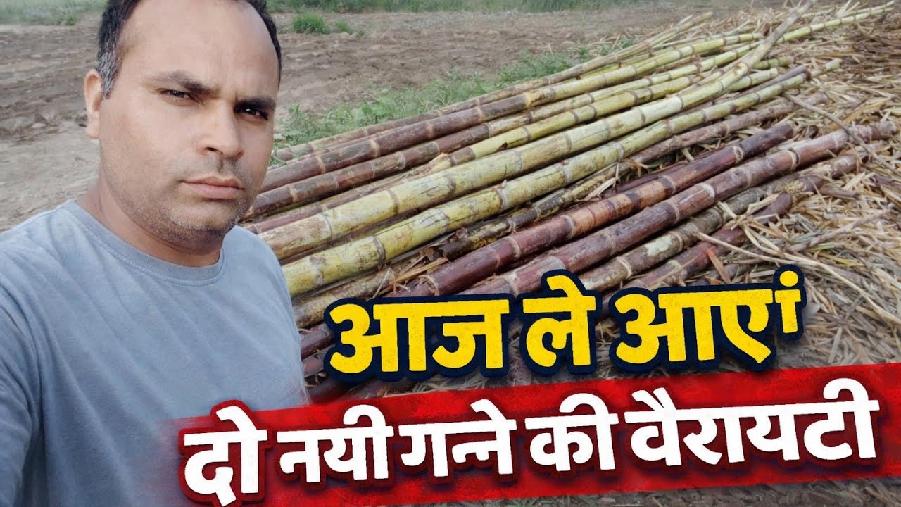 आज ले आए दो नयी गन्ने की वैरायटी | कौन-सी है सबसे बढ़िया?