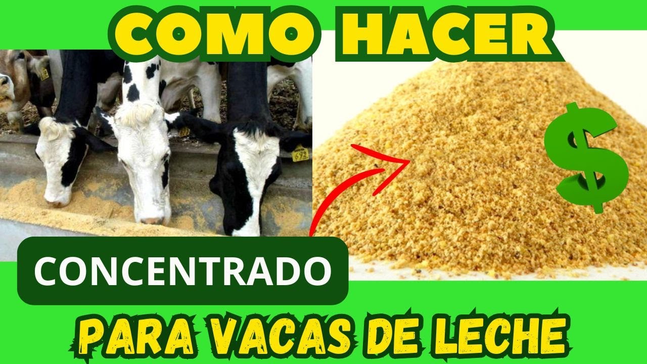 Como FABRICAR concentrado CASERO para vacas de leche  Econ&oacute;mico y mejor que el comercial.