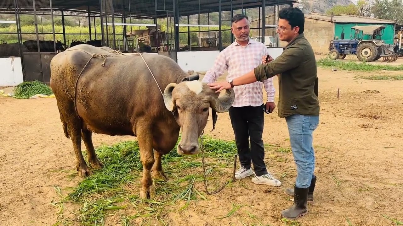 176000 हज़ार की जाफ़राबादी भैंस 