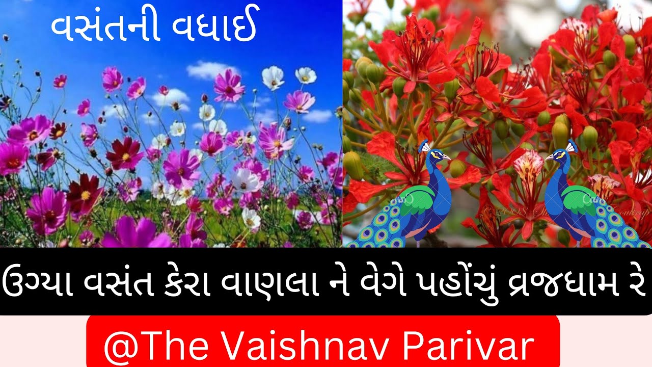 વસંત ની વધાઈ | ઉગ્યા વસંત કેરા વાણલાને વેગે પહોંચું વ્રજ ધામ રે | The Vaishnav Parivar | ભજન નીચે | 