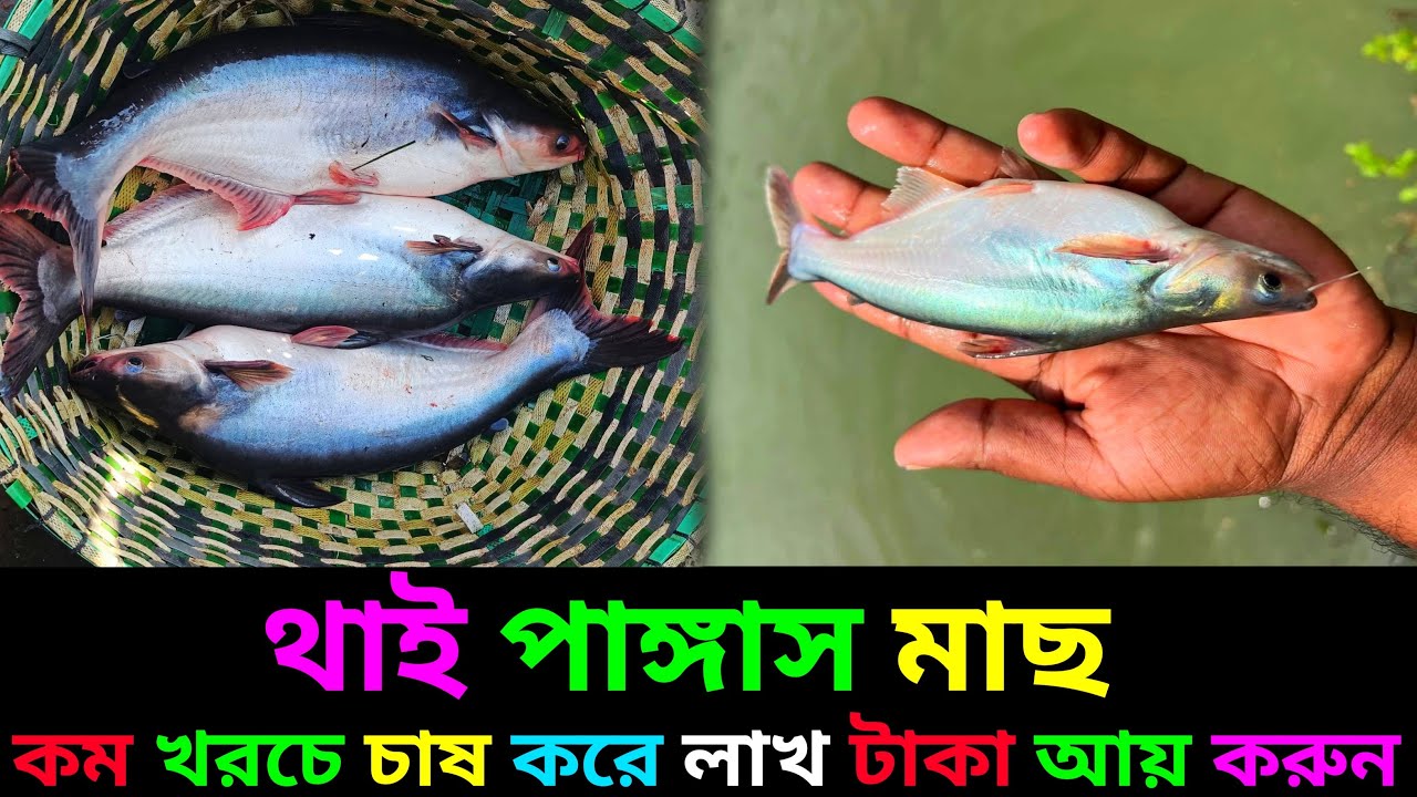 থাই পাঙ্গাস মাছের পোনা কম খরচে বাজারজাত 01712791957