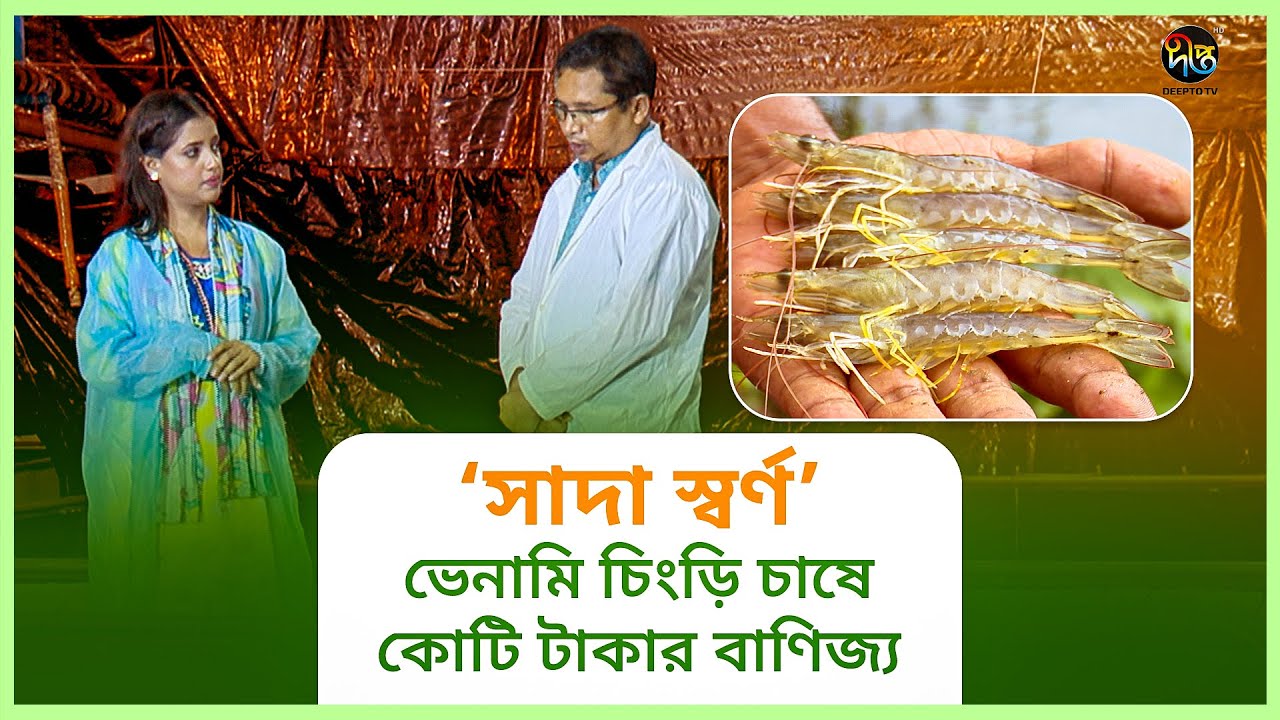 Deepto Krishi | বাগদার চেয়ে ২০ গুণ বেশি উচ্চ ফলনশীল ভেনামি চিংড়ি | Venami chingri | Whiteleg shrimp