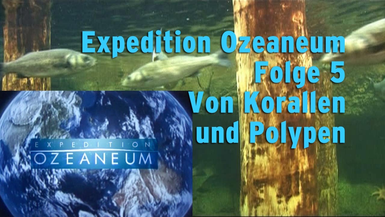 Ozeaneum Folge 5 „Von Korallen und Polypen