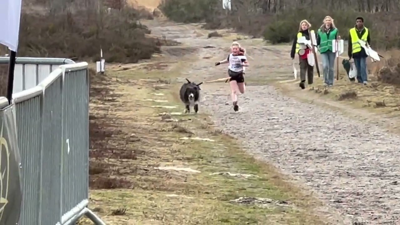 Kuilencross Zonhoven 2026   Canicross Miniemen