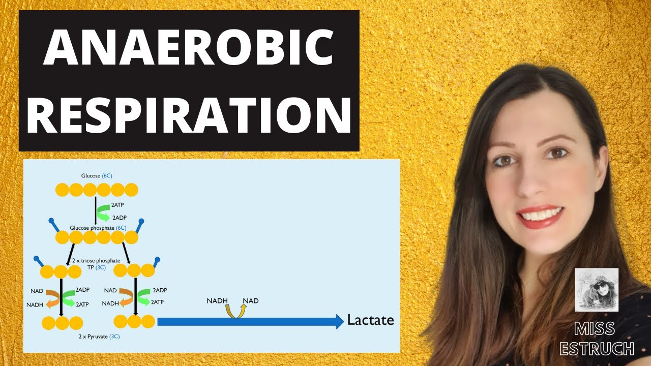 ANAEROBIC RESPIRATION:A-level Biology. Reaction, efficiency and why it is so important.