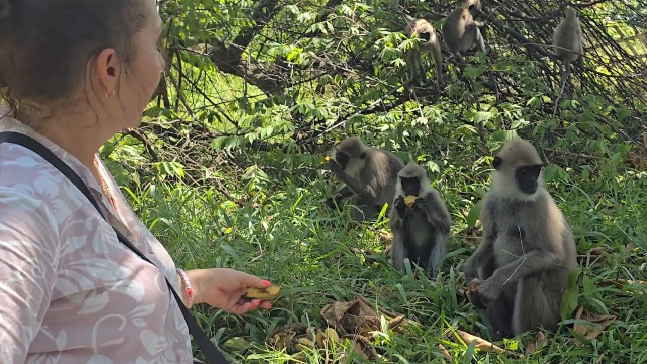 Гуляем по улицам с бананами,встретили лангуров🐒и других обитателей, Дондра, Шри-Ланка 