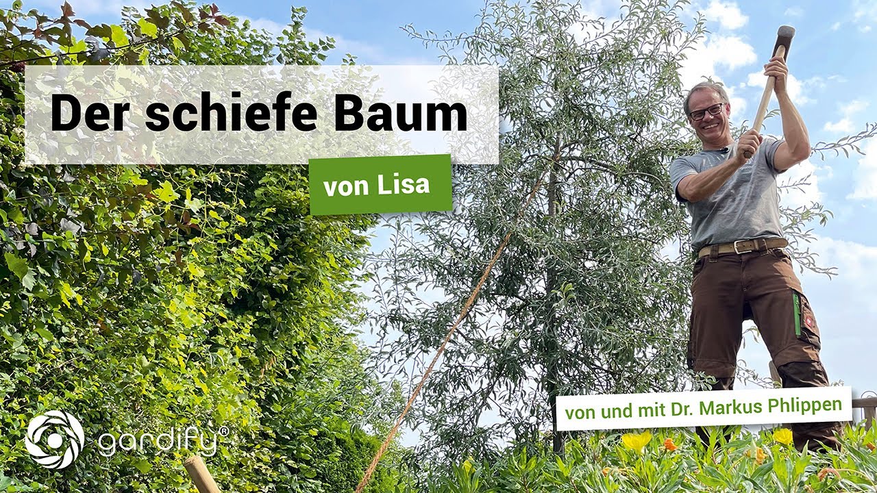 Der schiefe Baum von Lisa, Weidenblättrige Birne, Olivenbaum | gardify Tipps