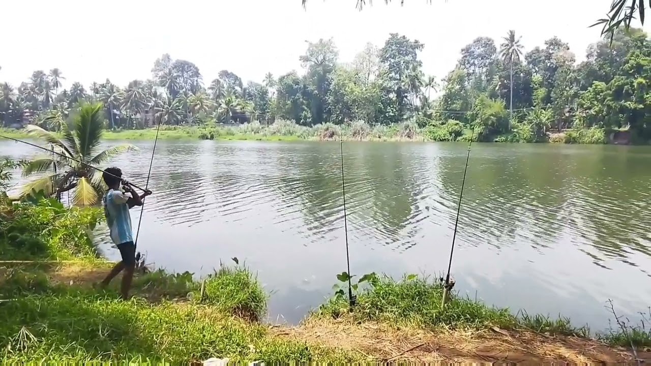 Carp മീനുകളെ പിടിക്കാൻ ഇതിലും നല്ല ഒരു feed ഇല്ലാContact 8547782371,9349754426#lucana#fishing #fish