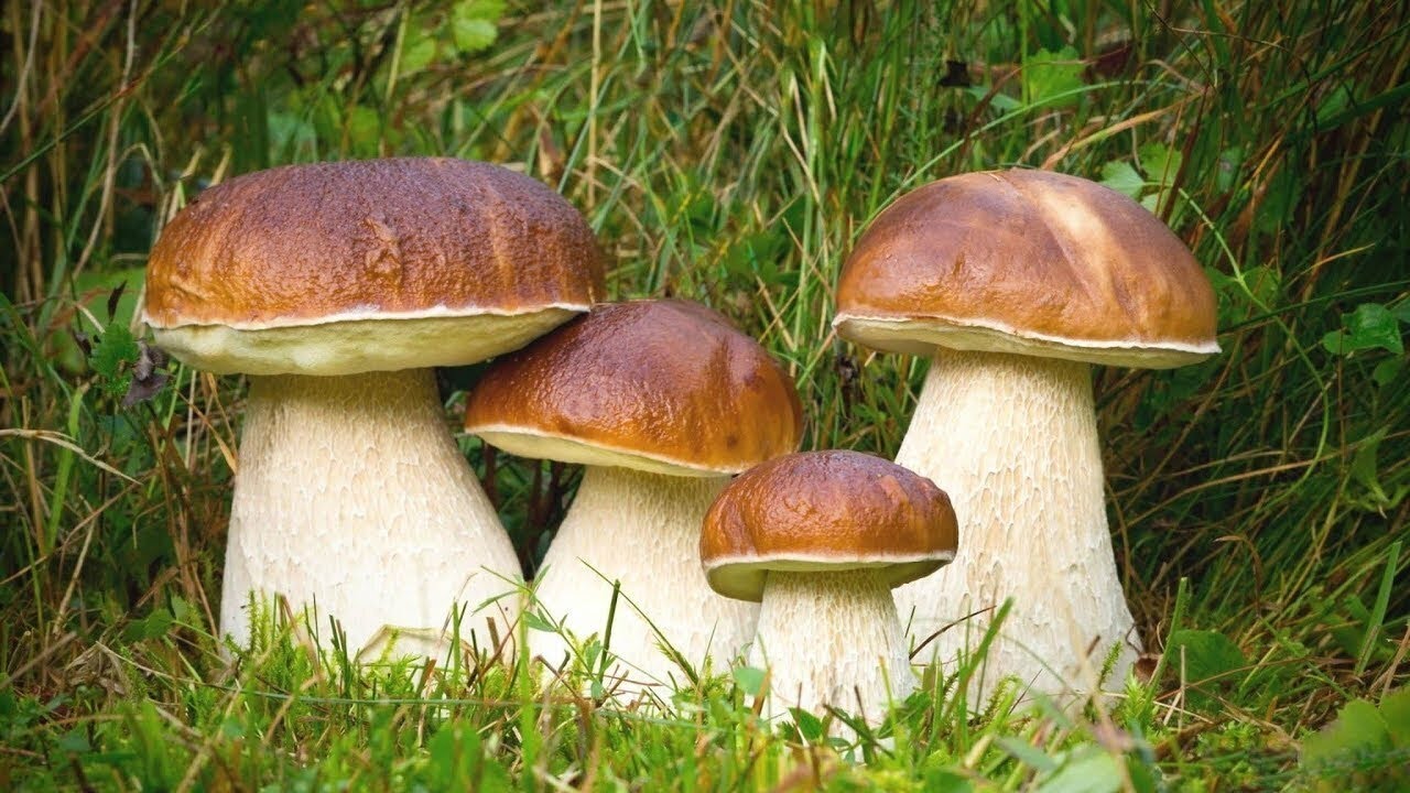 MUSHROOMS OF EUROPE 2024/Boletus/Porcini/Fungi/Pilze