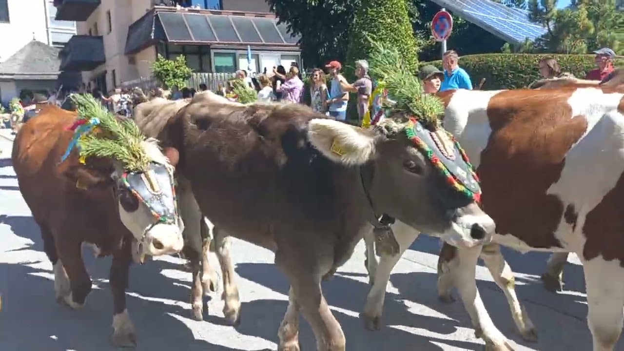 Stubaier Almabtrieb 2025 Fulpmes am 20.9.2025