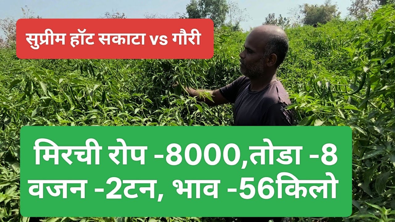 हिवाळी मिरची लागवड  #सुप्रीम हॉट सकाटा VS गौरी #इंडियफार्मिंग