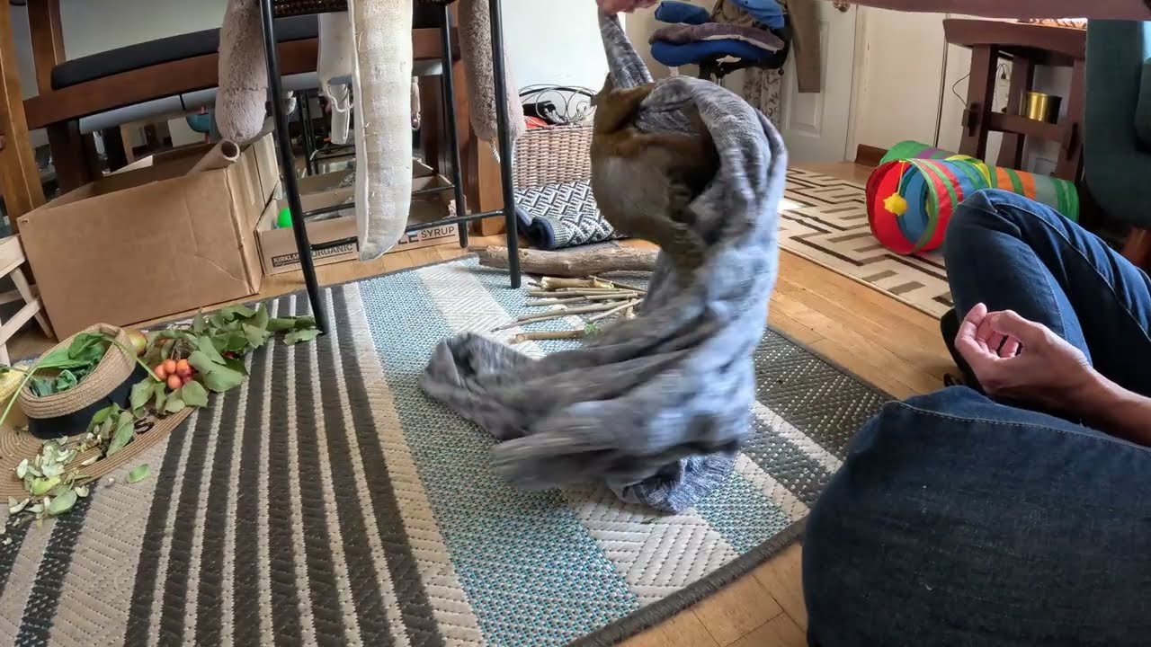 Merle 🐿️ playtime.  Peekaboo.