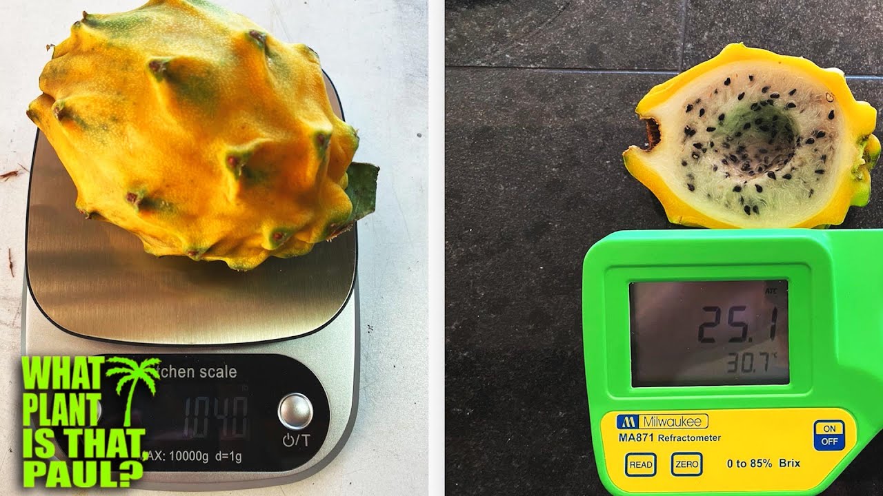 My YELLOW PALORA DRAGON FRUIT GRAFT was a SUCCESS / Amazing Dragon Fruit DNA / FRUIT BRIX of a 25