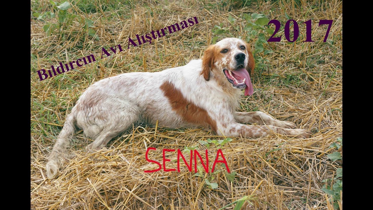Setter Hunting (Bıldırcın)