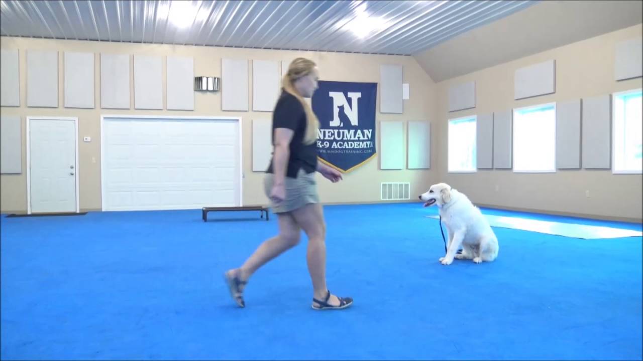 Scout (Great Pyrenees) Boot Camp Dog Training Demonstration