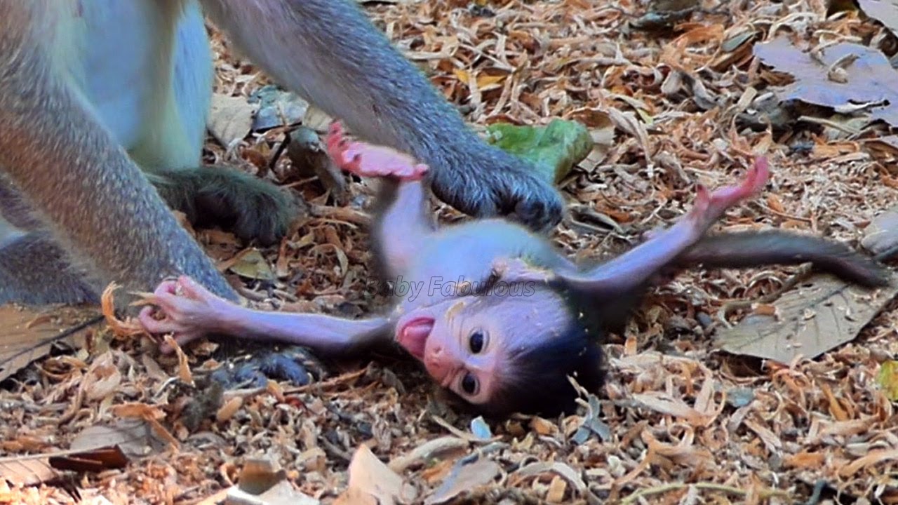 Tiny baby Bessie a confusingg on the earth moment while mom carelesss | Baby Fabulous