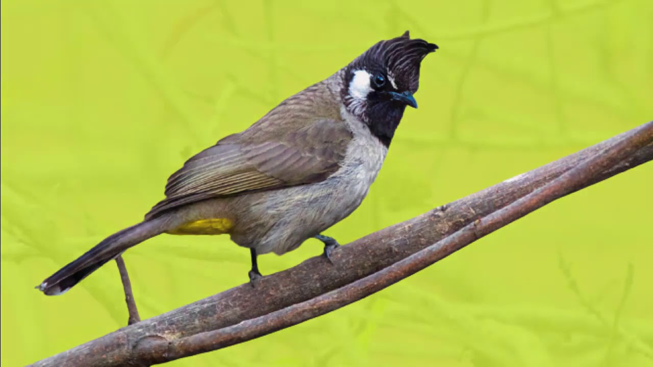 نبذه عن طائر #البلبل الهملايا في الطبيعة 🐦🎶