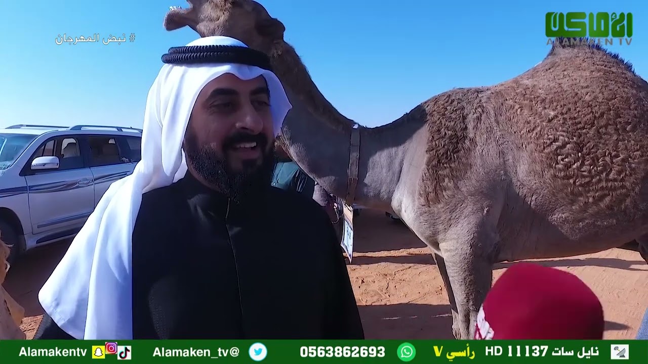 نبض المهرجان دخول شوط دق (شعل وصفر) في مهرجان الملك عبد العزيز للابل 2022