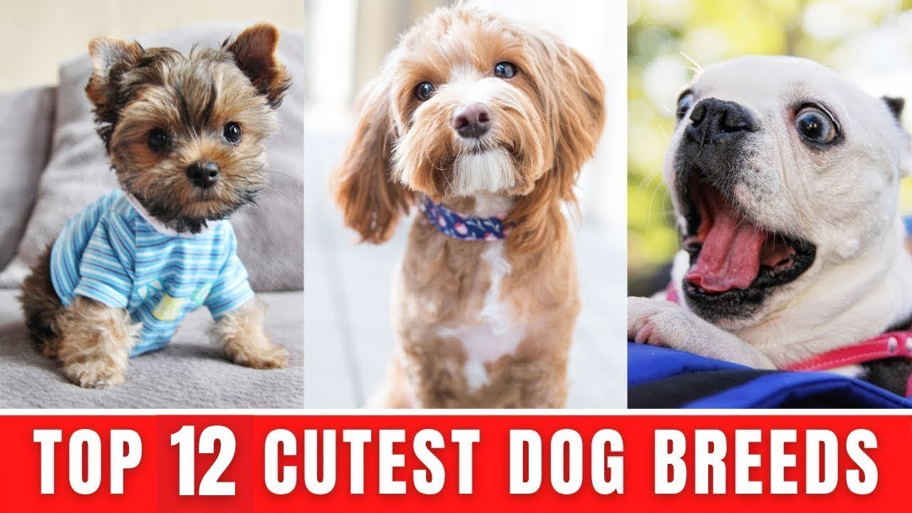 Top 12 Dog Breeds That Have The Cutest Puppies - 12 Dog Breeds That Have The Cutest Puppies