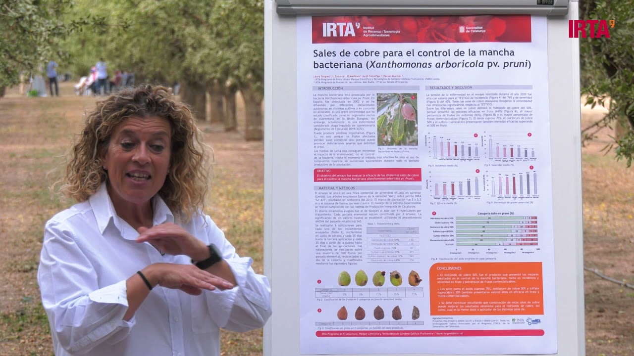 DEMO CAMPO El uso de cobres en el control de la mancha bacteriana en almendro