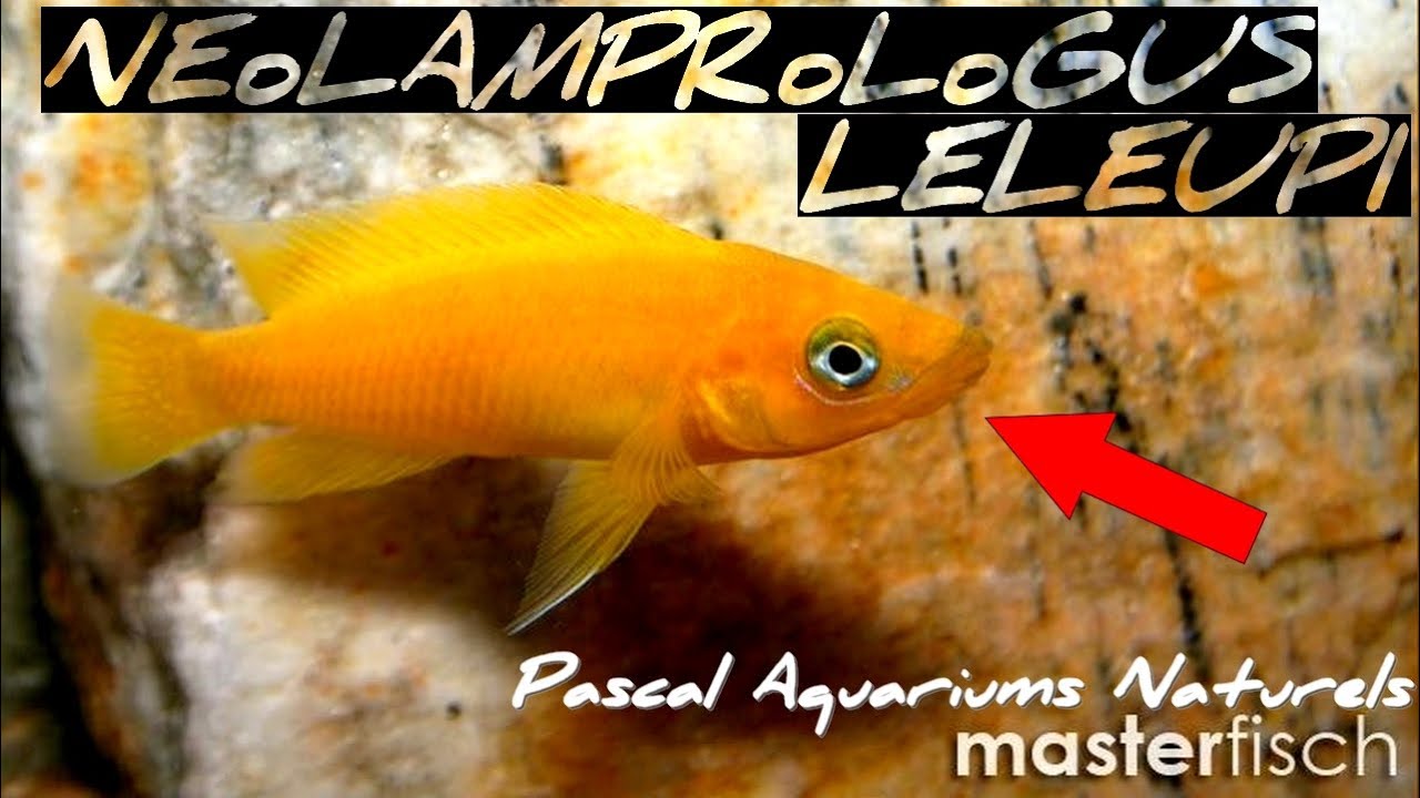 Neolamprologus leleupi (cichlidé africain lac Tanganyika) - Masterfisch - Pascal Aquariums Naturels