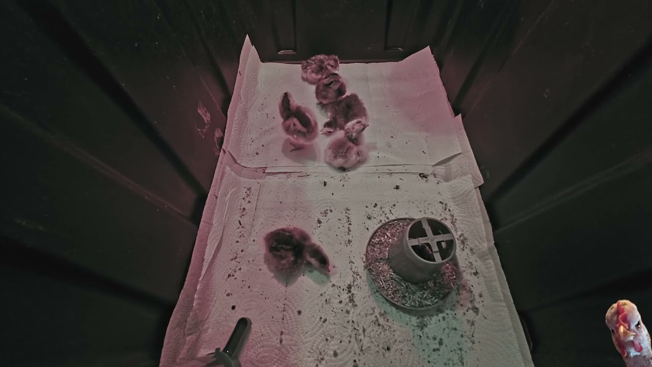 Viking Chicks Resting in the Brooder with Sleepy-Time Music