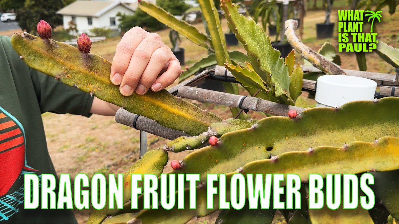 HOW TO PROMOTE MORE DRAGON FRUIT FLOWER BUDS / Why is your DRAGON FRUIT Not FRUITING?