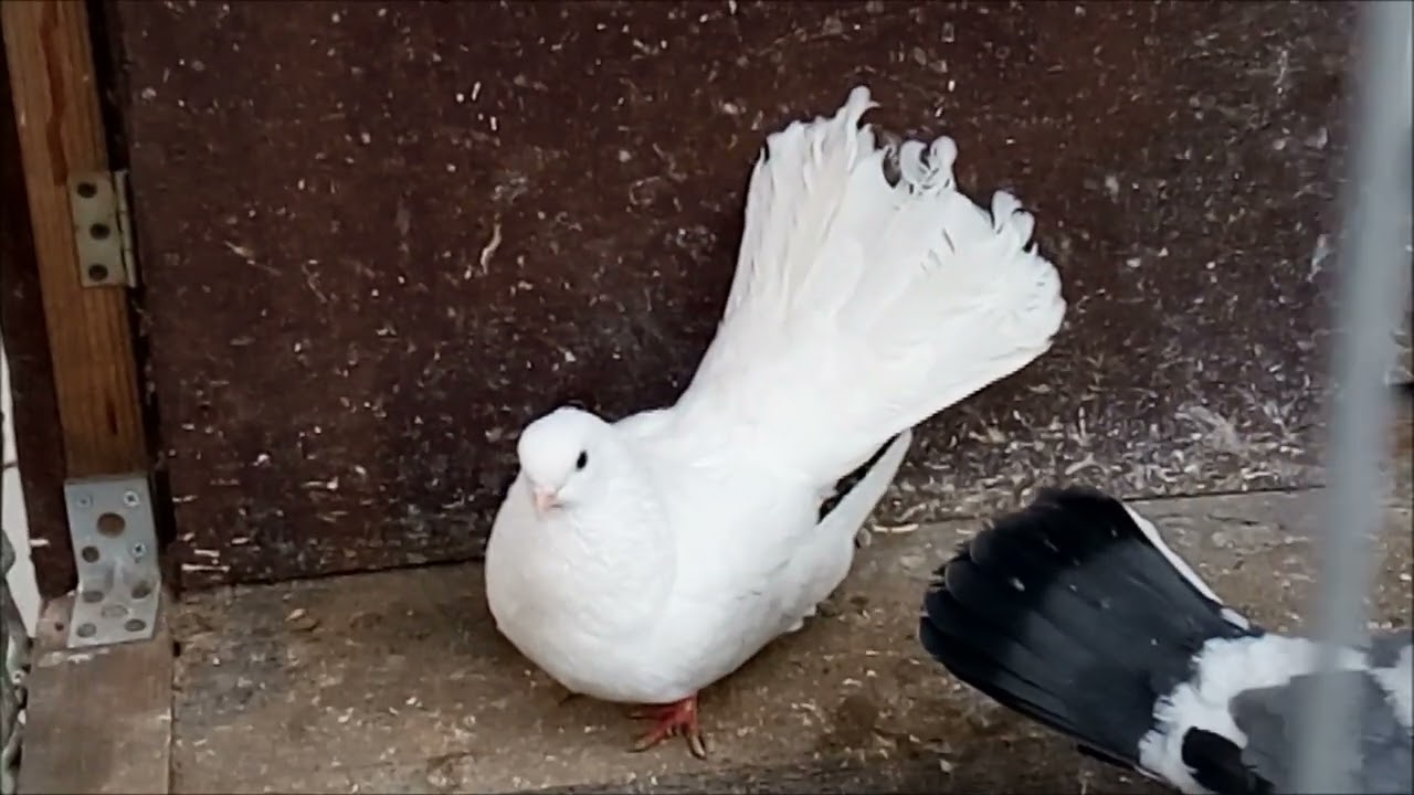 Этот голубь 40 минут валил на все бабки! Белые почтовые голуби не глупые!