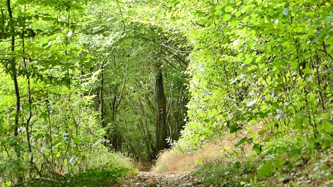 Weinwanderweg Stadt Blankenberg (Hennef; Sieg) • Ende September 2025