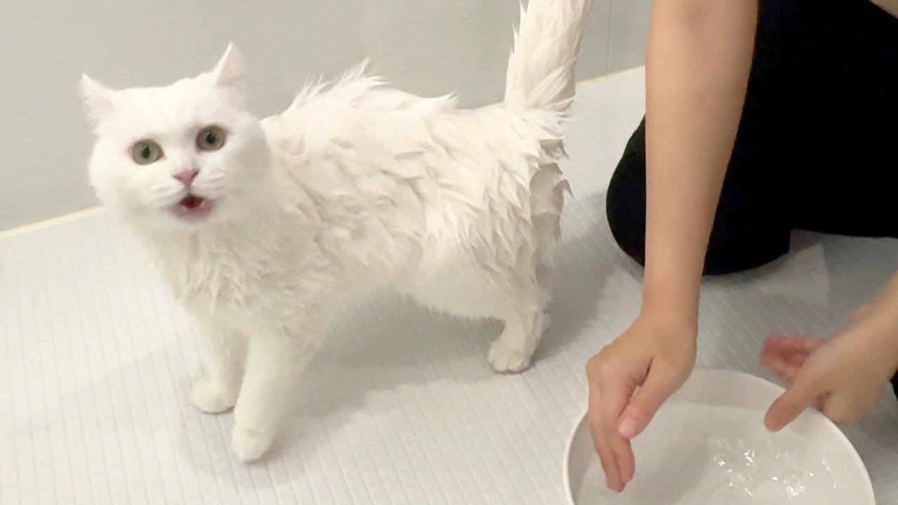 猫をいきなりお風呂に入れたらこうなった…！