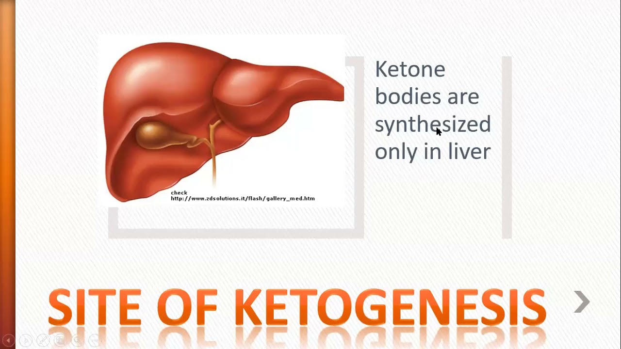 Ketone Body Metabolism (In Bangla)