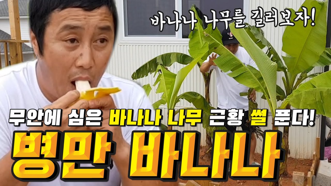 김병만이 바나나를 키우면?