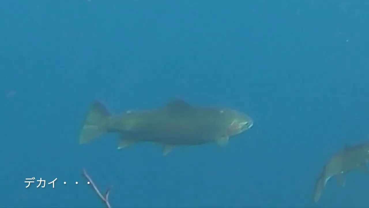 支笏湖の大型のトラウト達、絶滅した筈のあの幻の○○○？