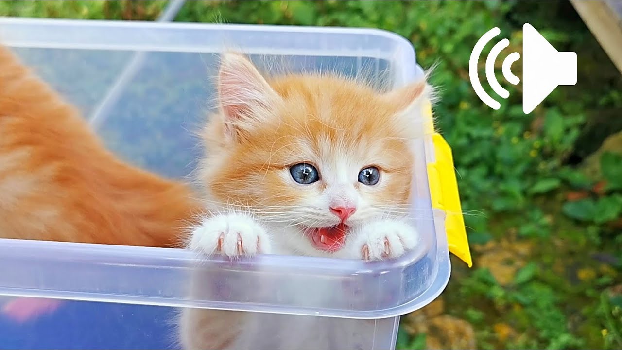 1 час котята плачут и зовут маму