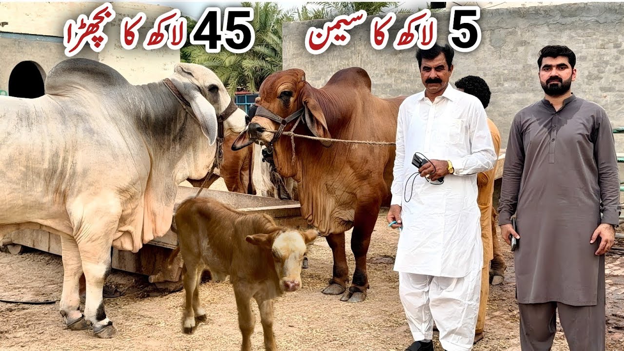 Pakistan's Famous Brahman Cattle Farm | Haji Shaukat Doggar of Multan